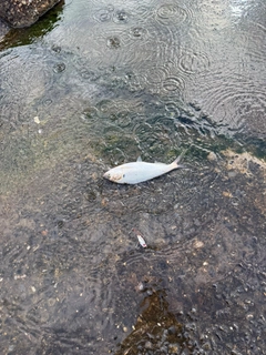 コノシロの釣果