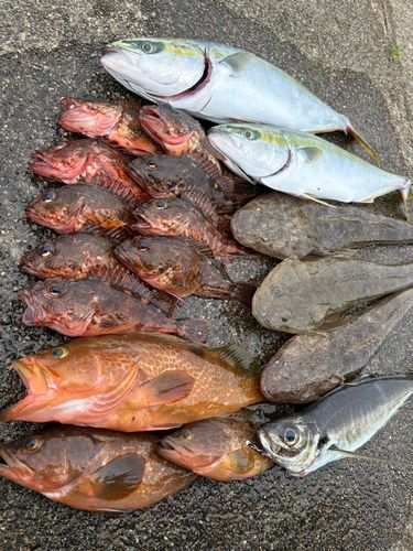 ハマチの釣果