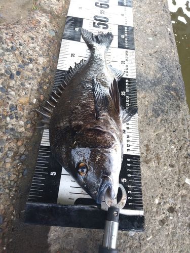 クロダイの釣果