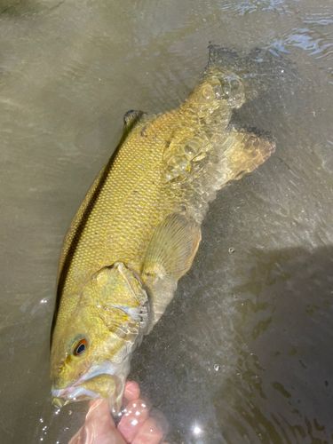 スモールマウスバスの釣果
