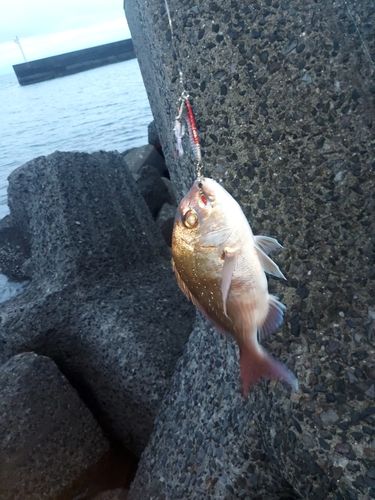 タイの釣果