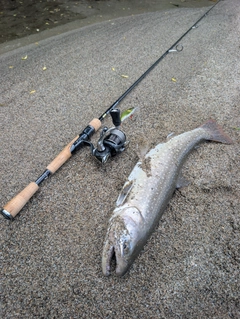 イワナの釣果