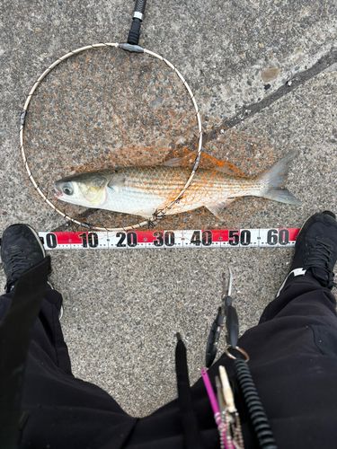 ボラの釣果