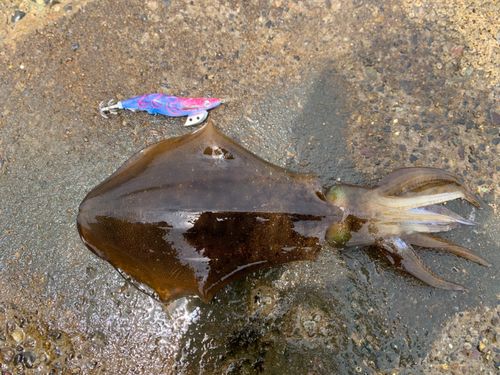 アオリイカの釣果