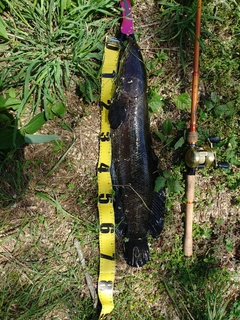 ライギョの釣果