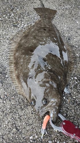 ヒラメの釣果