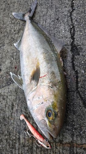 ネリゴの釣果
