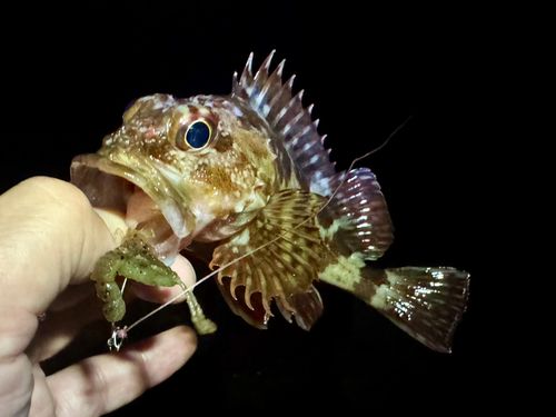 ガシラの釣果