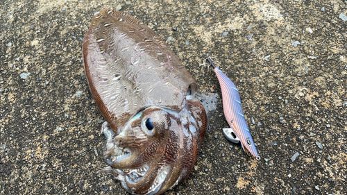 モンゴウイカの釣果