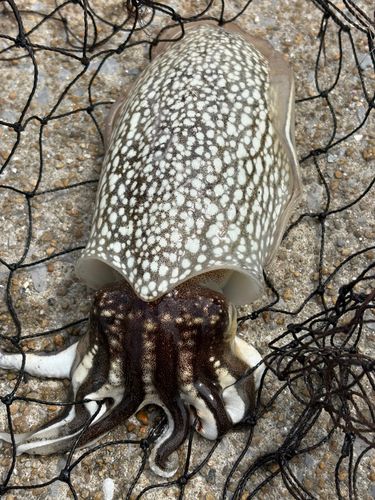 コウイカの釣果