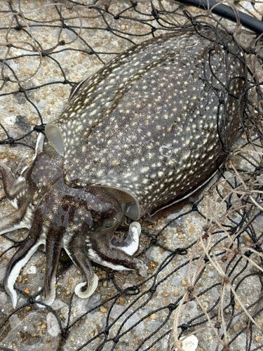コウイカの釣果
