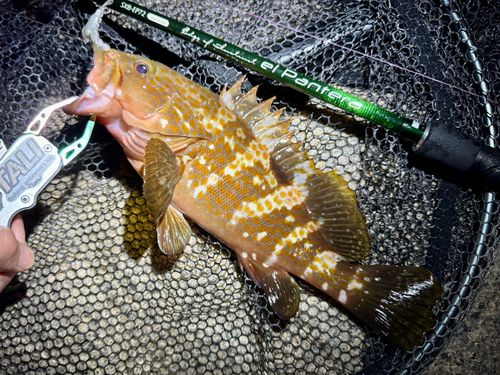 アコウの釣果