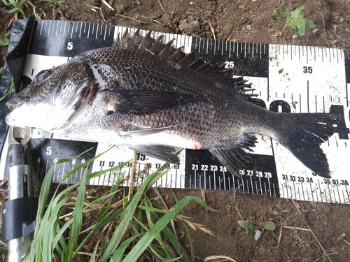クロダイの釣果