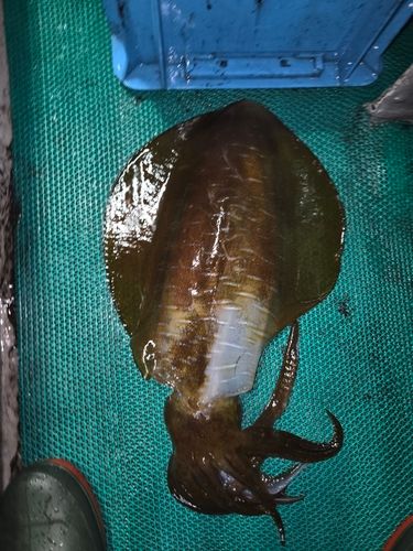 ミズイカの釣果
