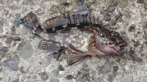 カサゴの釣果