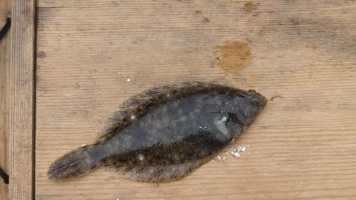 日本海で釣れたヒラメの釣り・釣果情報 - アングラーズ | 釣果600万件