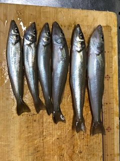 シロギスの釣果