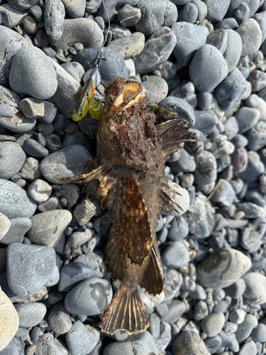 オニオコゼの釣果