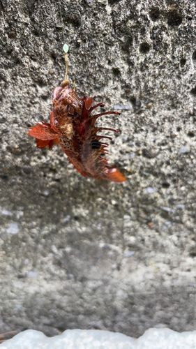 ハオコゼの釣果