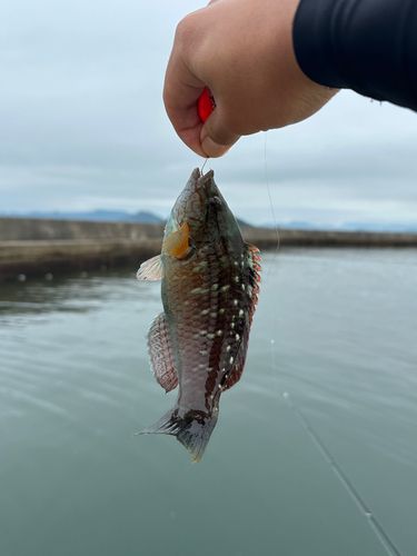 釣果