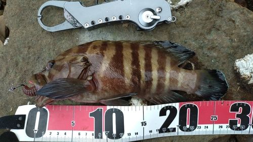ヤミハタの釣果