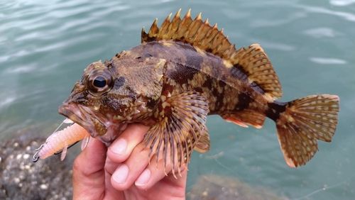 ガシラの釣果