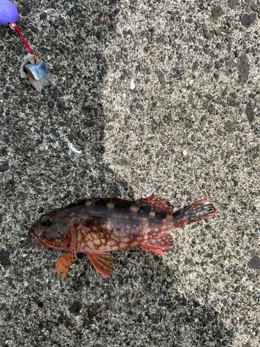 カサゴの釣果