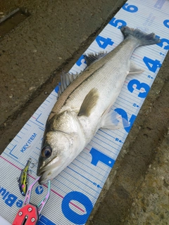 シーバスの釣果