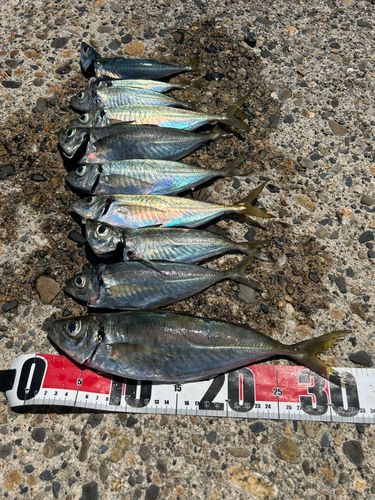 アジの釣果