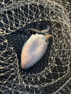 コウイカの釣果