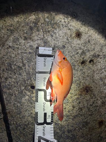ヒメフエダイの釣果