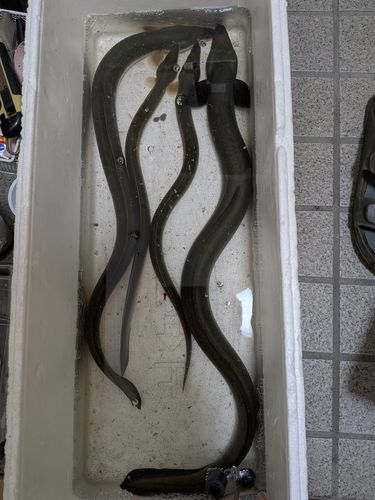 ウナギの釣果
