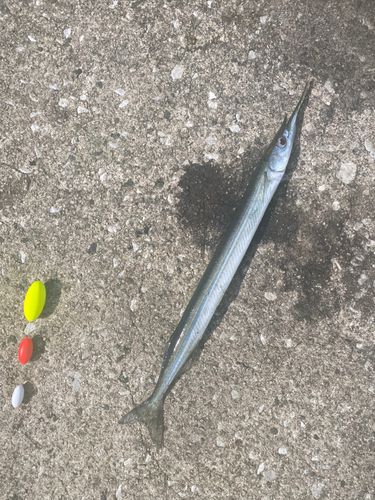 サヨリの釣果