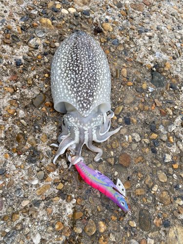 シリヤケイカの釣果