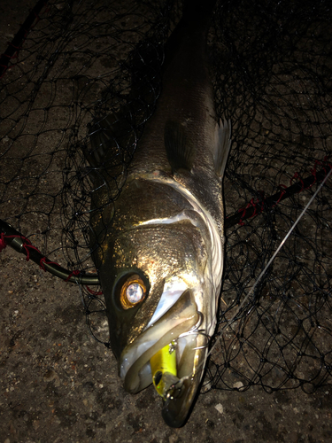 シーバスの釣果