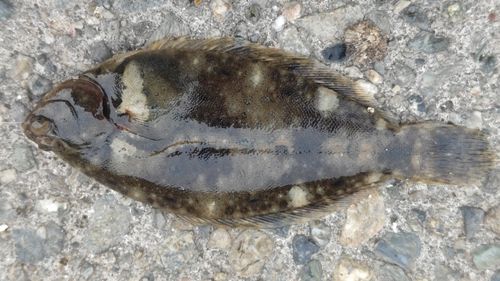 日本海で釣れたヒラメの釣り・釣果情報 - アングラーズ | 釣果600万件