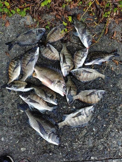 クロダイの釣果