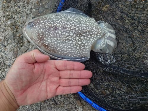 シリヤケイカの釣果