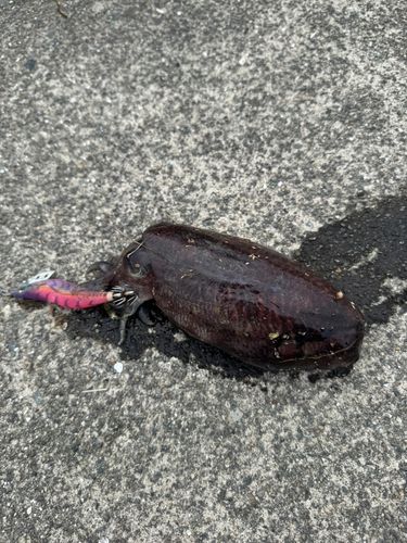 コウイカの釣果