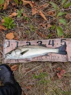 スズキの釣果
