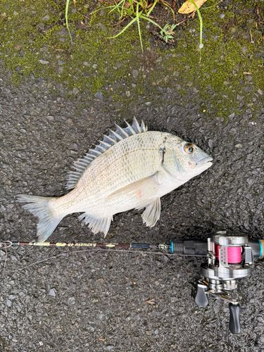 ミナミクロダイの釣果