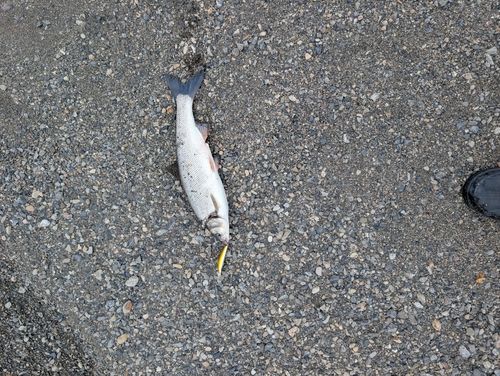 ウグイの釣果