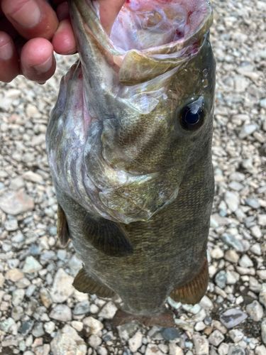 スモールマウスバスの釣果