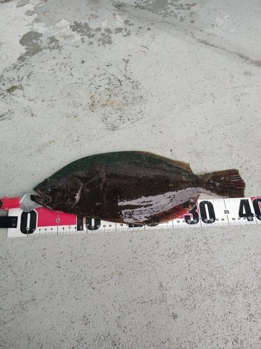 ヒラメの釣果