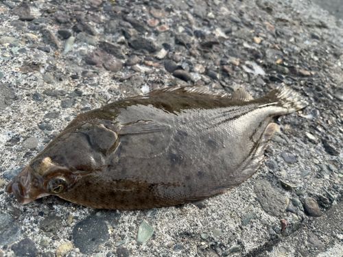 カレイの釣果