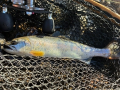 ニジマスの釣果