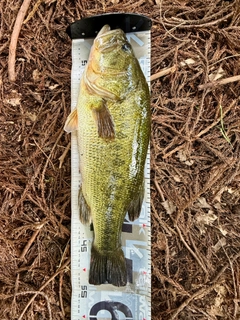 ラージマウスバスの釣果