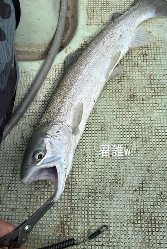 ニジマスの釣果