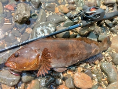 アイナメの釣果