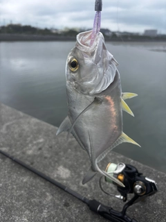 メッキの釣果